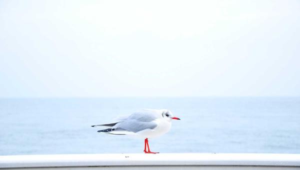 麻将百科 青鹏棋牌